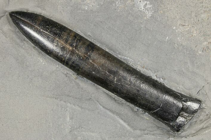 Jurassic Belemnite Fossil - Germany #180452